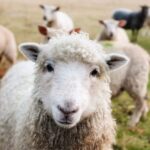 Informationsveranstaltung für Schafhalterinnen und Schafhalter des Landratsamt Rhein-Neckar-Kreis