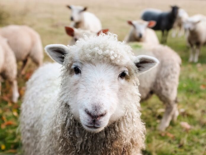 Informationsveranstaltung für Schafhalterinnen und Schafhalter des Landratsamt Rhein-Neckar-Kreis